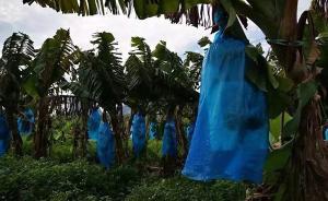 欠款190多萬元不還，廣西一法院查封15000株香蕉樹