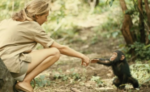 讲座 | 黑猩猩的阴暗面：欺骗、战争、不能容忍小群体