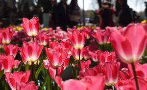 北京世界园艺博览会将于2019年4月29日在延庆开幕