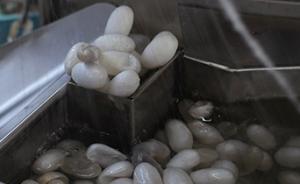 流動(dòng)的江南︱湖州：絲綢里的興衰變革