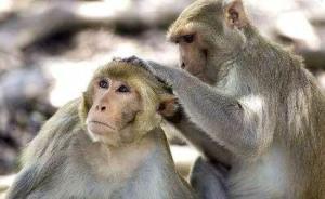 美國猴子實(shí)驗(yàn)證實(shí)新型艾滋病疫苗有效，將開展人類臨床試驗(yàn)