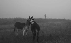 中國(guó)鄉(xiāng)村荒野景象