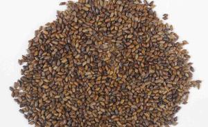 街头骗局瞄准老人：付钱后可报销返还，“特效药”实为决明子