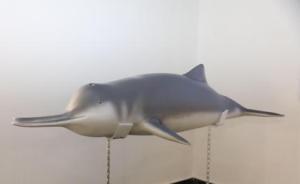 世界首頭人工飼養(yǎng)成功白鱀豚3D標(biāo)本展出，按1:1比例復(fù)原