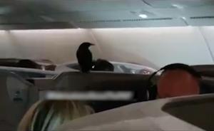 八哥“搭機”新加坡飛倫敦，調侃成功偷渡