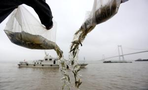 安徽15项任务保护长江水生生物：明年重点水域实现常年禁捕