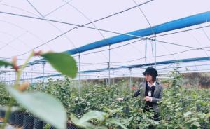 女設(shè)計(jì)師從業(yè)十多年毅然轉(zhuǎn)行，跟著母親學(xué)習(xí)釀造客家娘酒