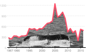日本決定重啟商業(yè)捕鯨，僅僅是為了讓國民享用鯨魚肉？