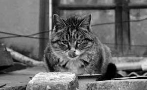 生活在北京的老外：凱撒和他的胡同王國