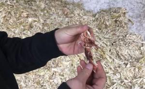 金華無(wú)證小作坊里制紅糖：爛甘蔗連泥帶皮榨，糖汁裝進(jìn)油漆桶
