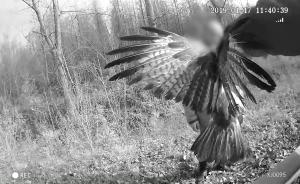 老漢撿鷹欲帶回家遭制止，是重點(diǎn)保護(hù)動物