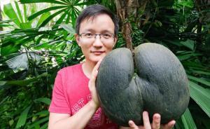 從工程師到水果獵人，他走遍東南亞雨林，吃過600多種水果
