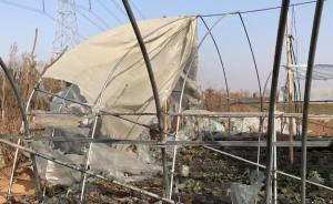 草莓大棚疑被縱火，農(nóng)戶損失逾50萬(wàn)元