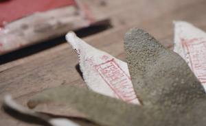 這位本草被譽為“治痰神藥”，半世紀(jì)前曾瀕臨滅絕