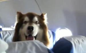 飛機(jī)上驚現(xiàn)棕色阿拉斯加犬，南航：系證件齊全的精神撫慰犬