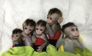 世界首批體細(xì)胞克隆疾病模型猴在中國誕生