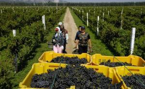 氣候變化或讓中國東北盛產(chǎn)葡萄酒？