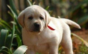 上海政協(xié)委員建言犬類管理：推廣先進(jìn)經(jīng)驗(yàn)改善狗糞污染