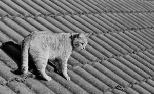 七十二家房客⑦｜閣樓里的寵物：蛇貓覓覓