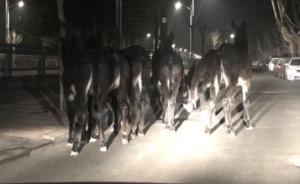 6頭驢“越獄”上街,民警花5小時控制