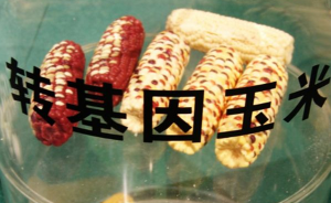 《自然》子刊：極端反對轉基因者知道得最少，自以為懂得最多