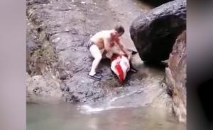 野豬墜崖后被游客私自帶走？景區(qū)：系員工