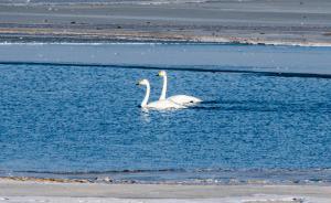 甘肅民勤縣紅崖山水庫的白天鵝 | 湃客年度視覺大賽