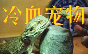 養(yǎng)冷血動物的人真的冷血嗎？