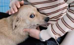 浙江省人大代表建议立法保护和管理猫犬等“伴侣动物”