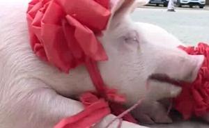 年終獎發(fā)土豬？負責人：祝大家諸事大吉