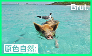 會(huì)游泳曬太陽的豬見過嗎？這座巴哈馬小島上就有