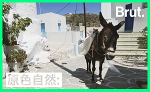 希臘圣托里尼島被指虐待動(dòng)物，當(dāng)?shù)卣雠_措施給驢“減負(fù)”