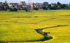 返鄉(xiāng)筆記，是對故鄉(xiāng)的想象，還是真實的社會記錄？