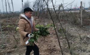 寒假幫父母做農(nóng)活男孩感嘆:還是念書好