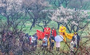武漢東湖梅花節(jié)開幕，2萬多株梅花賞花期長達(dá)2個月