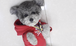 泰迪單身6年半，主人為愛(ài)犬“征婚”，送一生狗糧