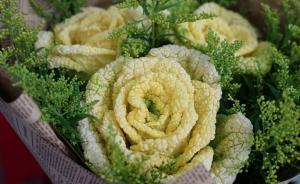南農(nóng)大教授研制出形似黃玫瑰的“玫瑰白菜”，情人節(jié)走紅網(wǎng)絡(luò)