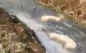 灌云農(nóng)委回應(yīng)68頭死豬被棄河溝：多名養(yǎng)殖戶所為，死因未定