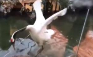 抖音疑現“私養丹頂鶴并剪飛羽炫耀”視頻，發布者稱系轉發