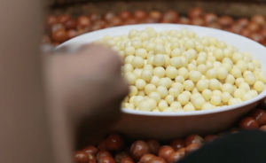 一顆雞頭米的誕生，從凌晨一點的蘇州開始 