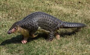 檢察日報：走私入境穿山甲的救護信息應公開