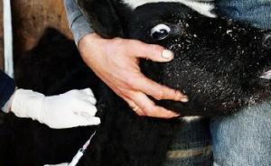 內(nèi)蒙古赤峰巴林左旗發(fā)生牛O型口蹄疫疫情，已撲殺50頭