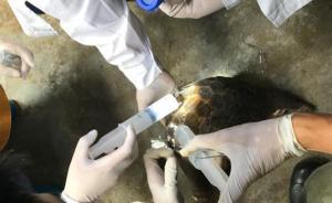 穿山甲救護(hù)死亡率高引發(fā)公眾關(guān)注，廣西林業(yè)局回應(yīng)救護(hù)等疑問