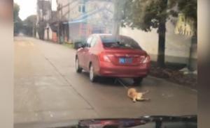 小伙車尾綁狗拖行，朋友“躺槍”被人肉
