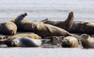 警方悬赏20万通缉4名偷捕斑海豹幼崽嫌犯，此前5人被刑拘