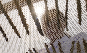 密恐慎入，鏡頭揭秘蜈蚣如何入藥