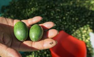 专家：长期咀嚼槟榔有致癌风险