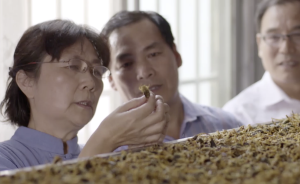 現(xiàn)代捕蝎人潛心鉆研全蝎炮制，幾乎耗光積蓄