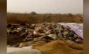 山西通報(bào)病死豬視頻事件:系無(wú)害化處理