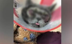 花萬元給貓割雙眼皮，有寵物醫(yī)院抵制